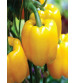 Bell Pepper Yellow 20 grams 